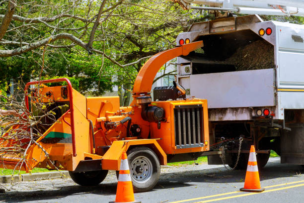 Best Stump Grinding and Removal  in Golden Hills, CA